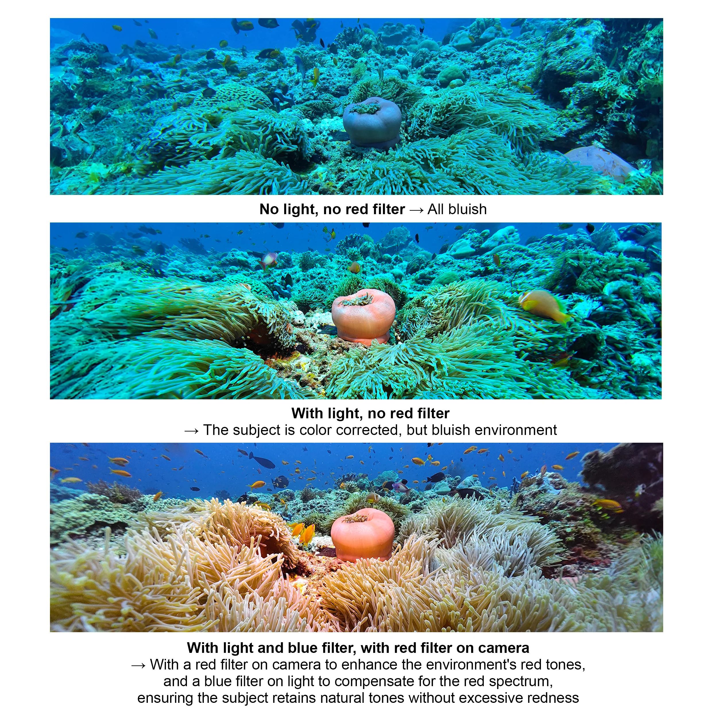 Ambient blue light filter for SL50/SL120 professional underwater video light - Image 3